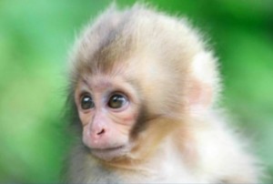 Создать мем: маленькие обезьянки, baby monkey, милые обезьянки
