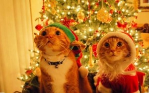 Create meme: Christmas mood, Christmas cat, new year holiday