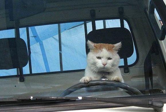 Create meme: the cat behind the wheel, cat machine, cat 