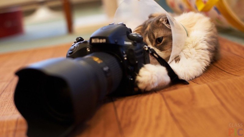 Создать мем: советы фотографу от nikon, кот с фотиком, кошка с фотоаппаратом