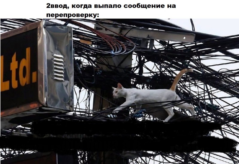 Create meme: A cat in a substation, jokes about electricity, the cat is gnawing on the wires