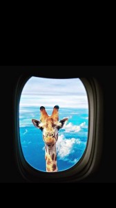 Создать мем: жираф заглядывает в иллюминатор, жираф в самолете, жираф в иллюминаторе