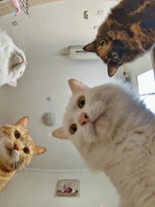Create meme: funny animals, cat, cat