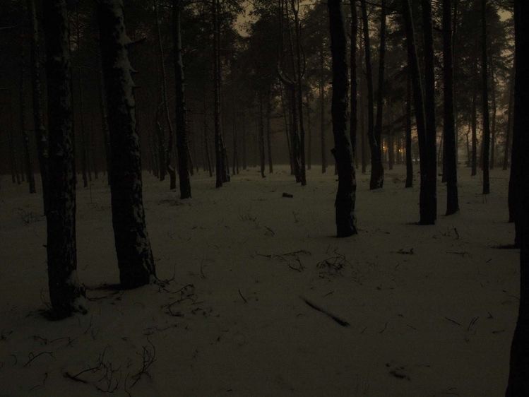 Create meme: dark forest, forest at night in winter, the woods at night