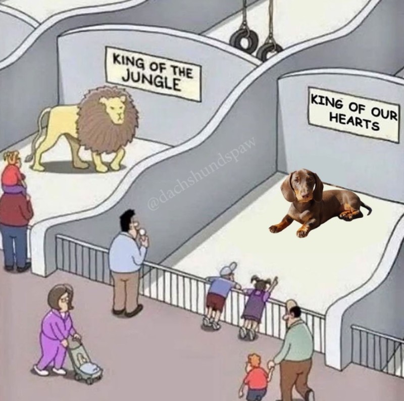 Создать мем: собака карикатура, комикс про зоопарк, приколы комиксы
