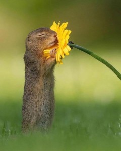 Create meme: animal, squirrel smelling a flower, gopher