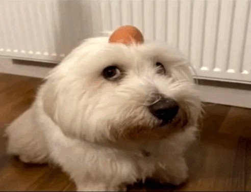 Create meme: white terrier dog, the West highland white Terrier, breed west highland white terrier