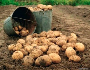 Create meme: harvest, harvesting potatoes, potato cultivation