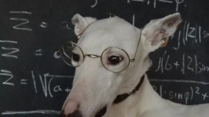 Создать мем: собака уиппет, собака ветеринар, собака ученый