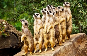 Create meme: a pack of meerkats, meerkat, photos of meerkats