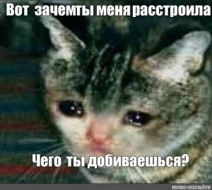 Создать мем: плачущий кот мем чего ты добиваешься, кошка, ну и чего ты добился расстроил