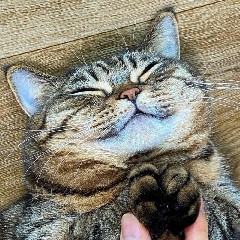 Create meme: happy cat, happy cat, happy cat 
