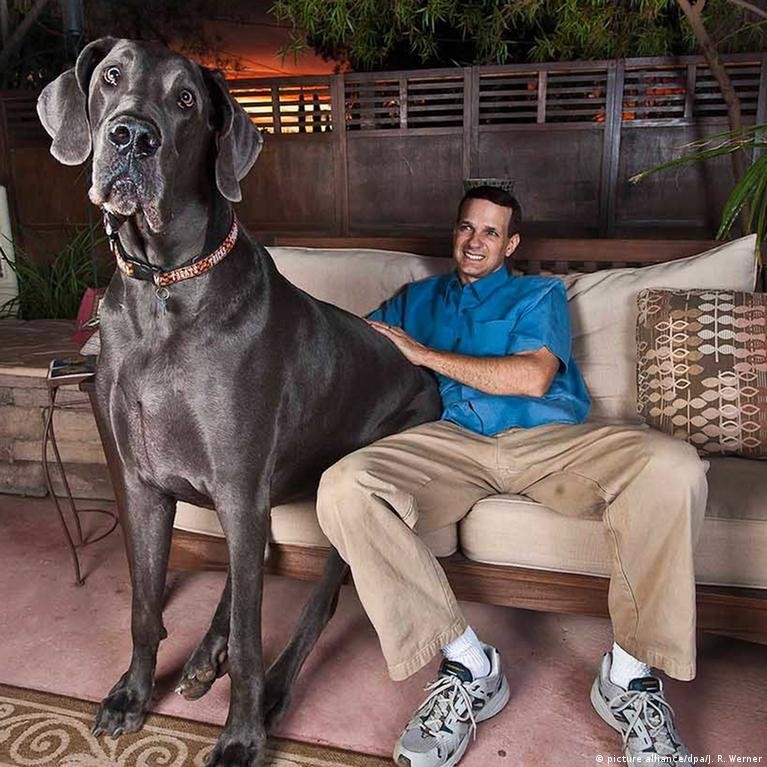 Create meme: great dane giant george, the biggest dog in the world, the biggest dog
