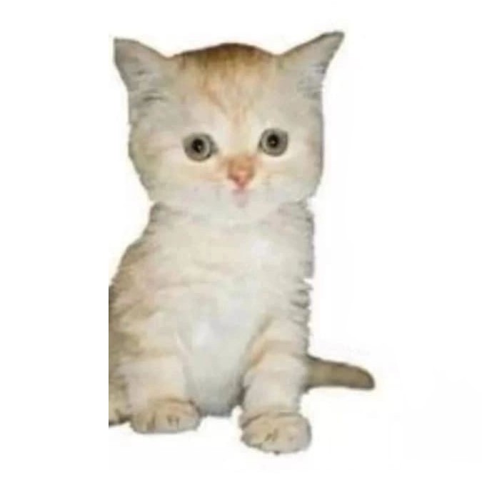 Create meme: a kitten on a transparent background, red kitten on a white background, cat 