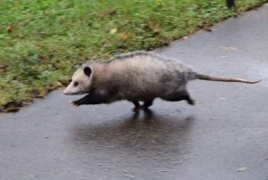 Create meme: possum sounds of panic, wild possum, American opossum