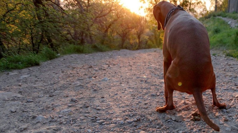 Create meme: the dog is a Rhodesian ridgeback, Rhodesian ridgeback lion, rhodesian ridgeback purple