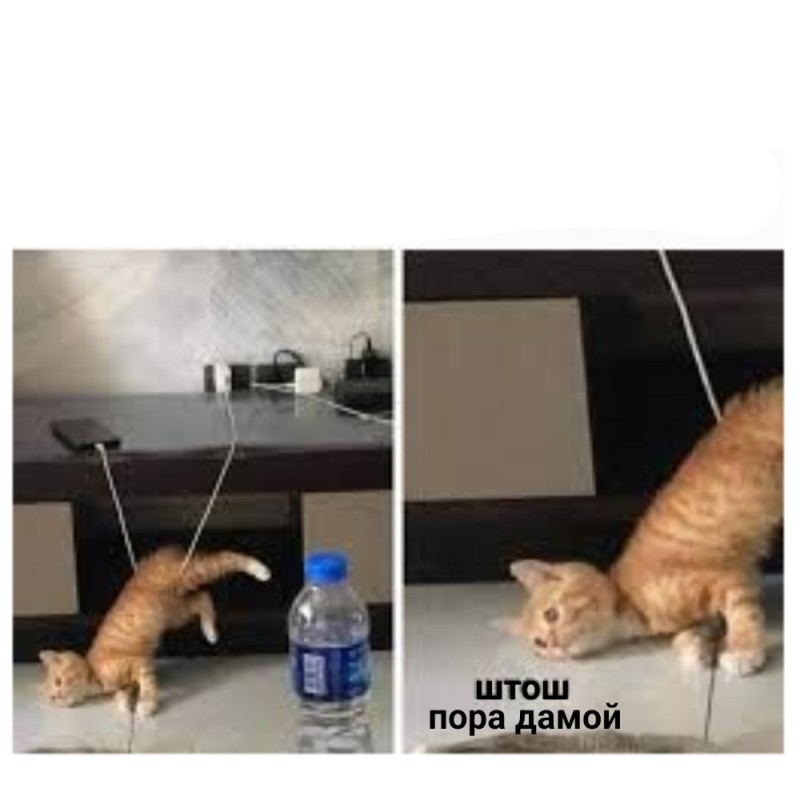Create meme: cat , humor about cats, cats 