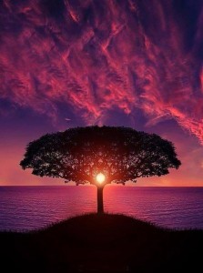 Создать мем: аватарка дерево, дерево на фоне солнца, красивое дерево у моря