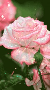 Create meme: flowers beautiful roses, pink roses, the flowers are beautiful