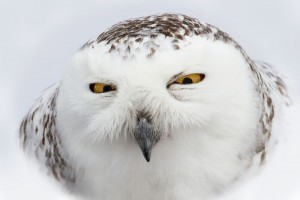 Create meme: owl, snowy owl