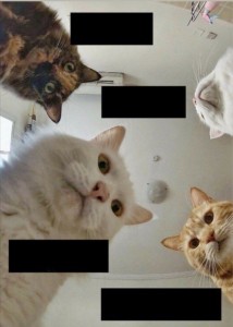 Create meme: cat meme, meme with cats, cats