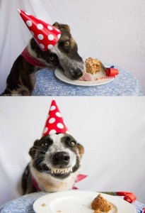 Создать мем: собака в колпаке happy birthday, собака веселая, собака смешная