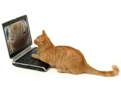 Create meme: cat , a cat with a laptop, cat with laptop