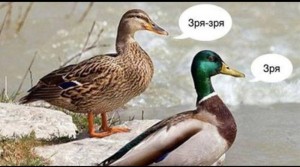 Create meme: Mallard duck