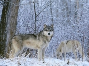 Создать мем: серый волк canis lupus, дикие животные зимой, волк зимой