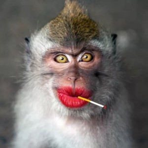Create meme: carbon monoxide macaques, stupid monkey photo, painted monkey