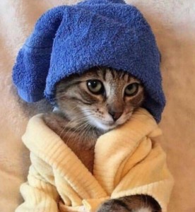 Создать мем: шапка котенок, кот в полотенце на голове с журналом, кошка с полотенцем на голове