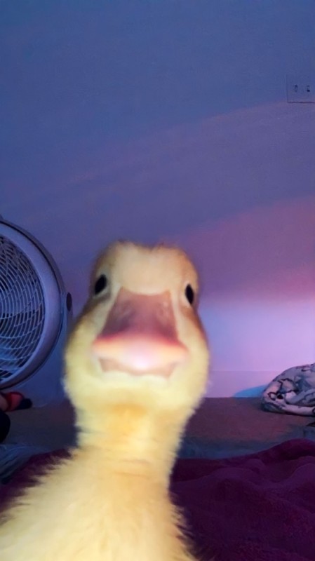 Create meme: funny ducklings, duckling selfie, the duckling is cute