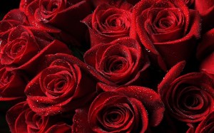 Создать мем: цветы красные розы, красивые цветы розы, розы алые