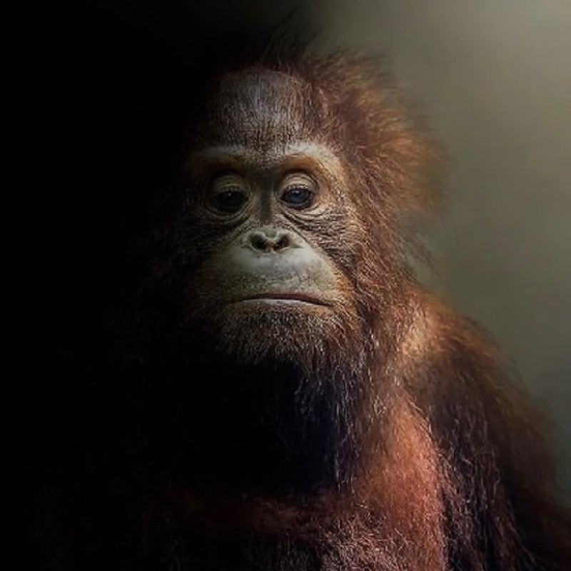 Create meme: orangutan , orangutan meme, stinky the orangutan