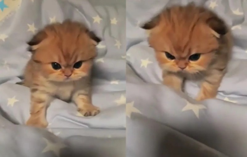 Create meme: adorable kittens, Pets , unhappy cat