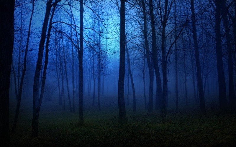 Создать мем: лес ночной, фон леса ночью, unexplained mysteries