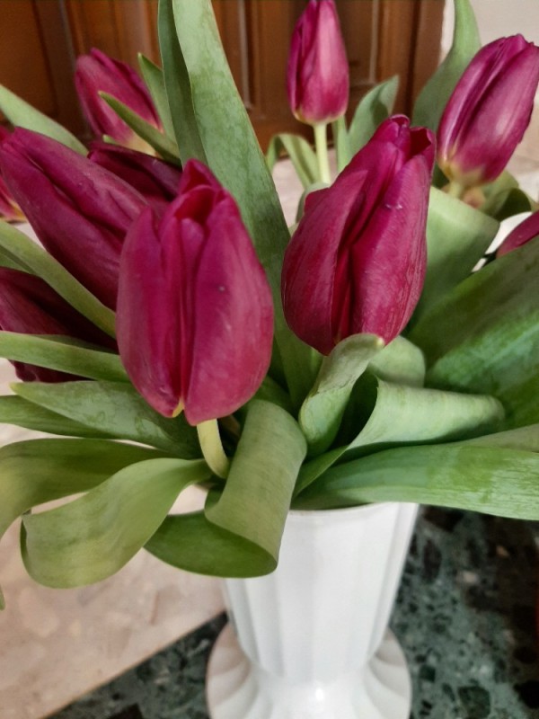 Create meme: tulip purple bouquet, tulip purple lady, tulips 
