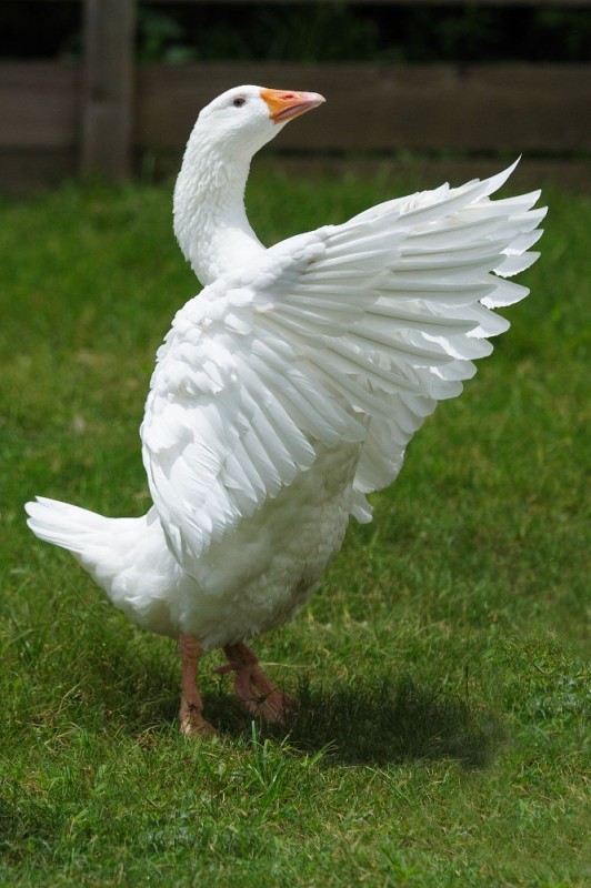 Create meme: the goose is beautiful, big white goose, ross 's goose