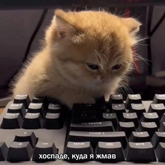 Create meme: the cat on the keyboard, animals funny, cat 