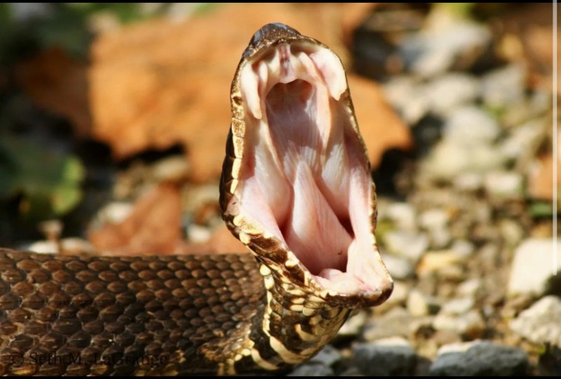 Create meme: a viper, a cobra, a python, water snake muzzle, mouth of a snake
