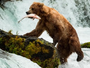Создать мем: северная америка медведь гризли, гризли на аляске, медведь гризли охотится на лосося
