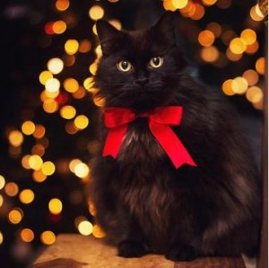 Создать мем: новогодний черный кот, новогодний кот, кот черный пушистый