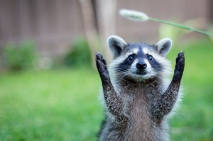 Create meme: raccoon cute, cute little Coon, raccoons