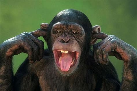 Создать мем: беззубая шимпанзе, зубы шимпанзе и человека, смешные обезьяны