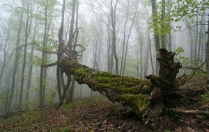 Create meme: forest trees, nature forest, fallen tree