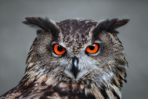 Create meme: the beak of the owl, owl, Bianchi owl