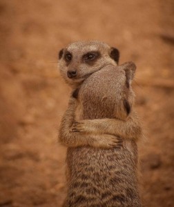 Create meme: cute meerkat, meerkats, meerkat animal