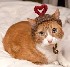 Создать мем: милые котики смешные, кошка кошка, шапочка для кошки
