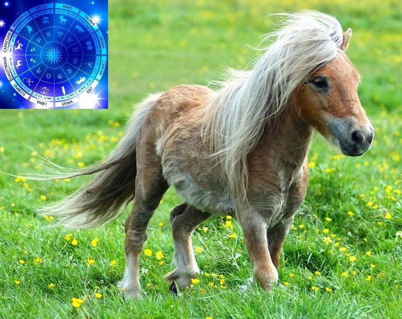 Create meme: pony horse, ponies are a breed of horses, pony 