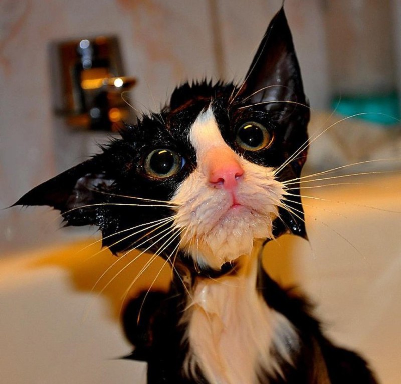 Создать мем: котики смешные, мокрый кот, мокрая кошка